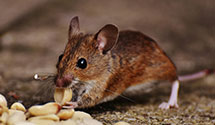 24 Hour & Emergency Exterminators in Muskego, WI